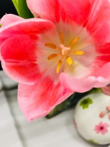 Tulpen Pflegetipps